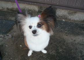 現場見学／愛犬ミルキーちゃん